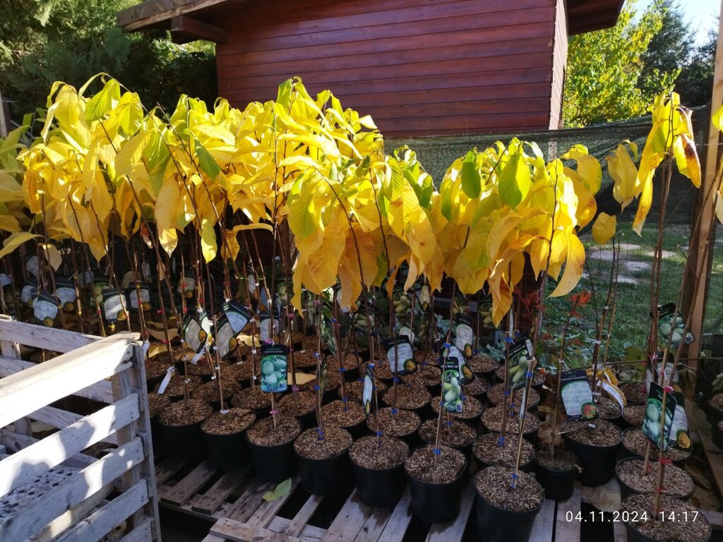 Plantare Pawpaw - puieți Banana Nordului la ghiveci