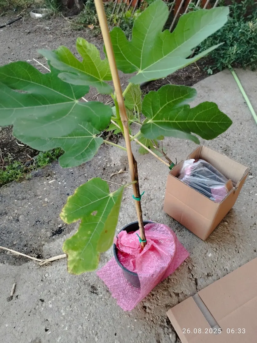 Ghiveci fixat cu folie cu bule în cutia interioară
