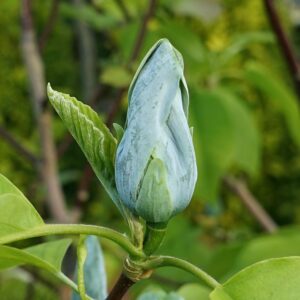Magnolie Blue Opal C5