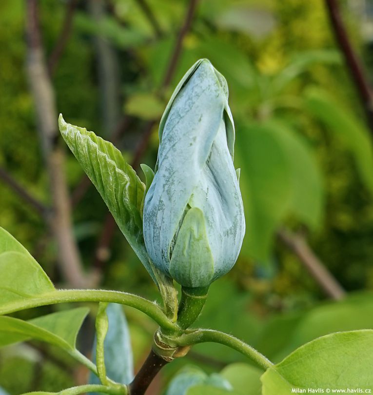 Magnolie Blue Opal C5