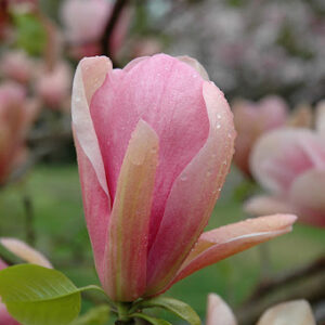 Magnolie Coral Lake C3