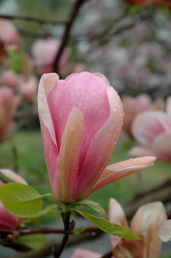 Magnolie Coral Lake C3