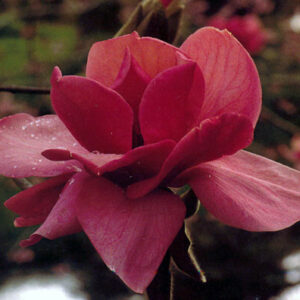 Magnolie Felix Jury C5