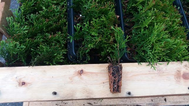 Thuja occidentalis 'Smaragd' 140 alveole