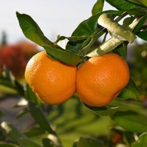 Mandarin Satsuma Owari C7