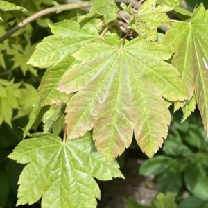 arțar japonez Vitifolium