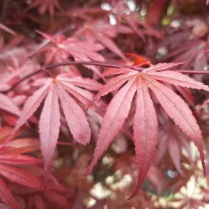 Arțar japonez Skeeter's Broom