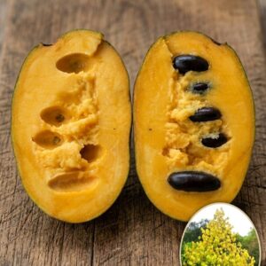 Pawpaw Banana Nordului Halvin