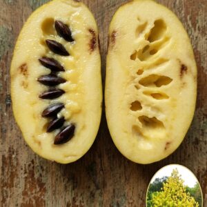 Pawpaw Banana Nordului Kentucky Champion