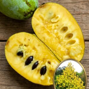 Pawpaw Banana Nordului Prolific