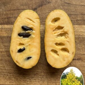Pawpaw Banana Nordului Sunflower