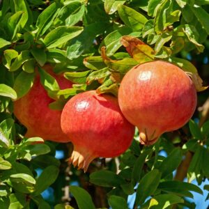 Rodiu Gabes