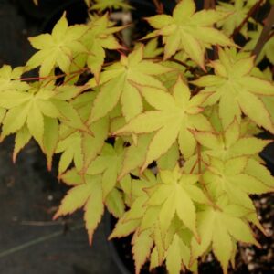 arțar japonez Summer Gold