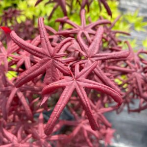 Arțar japonez Starfish