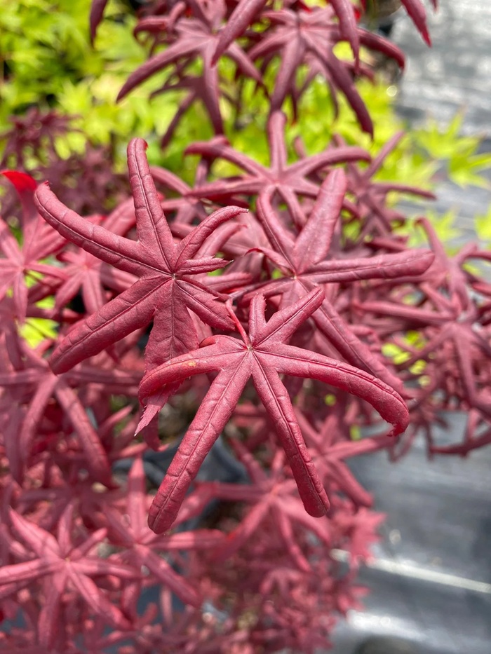 Arțar japonez Starfish