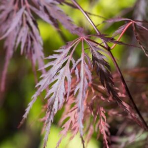 Arțar japonez Firecracker